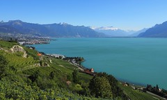 Vignoble de Lavaux