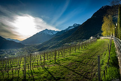 Vineyard in Dorf Tirol - Alto Adige - Italia