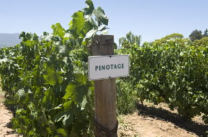 Pinotage