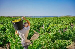 Vineyards in Marsala, western Sicily 