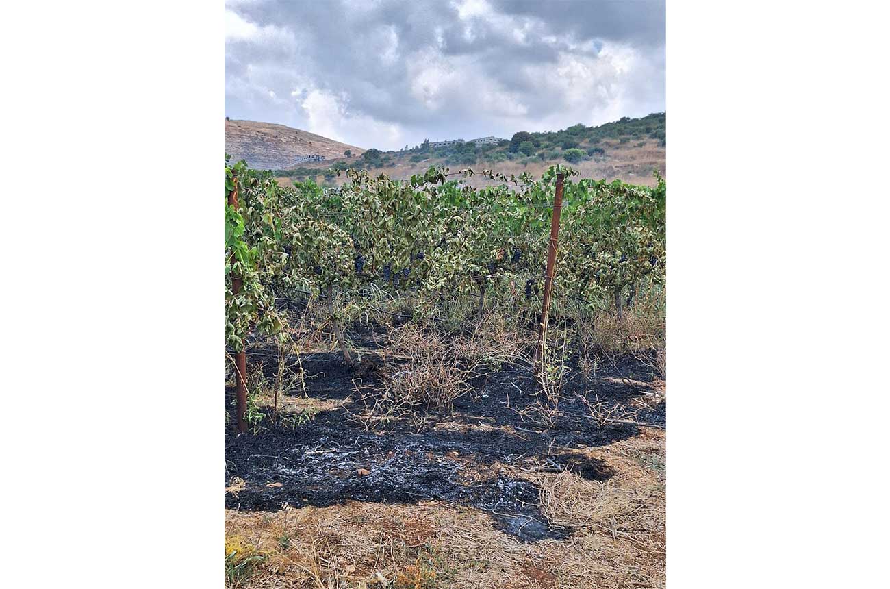 Burnt land at Pelter Winery.