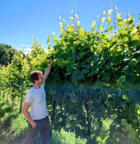 The Bresolin bros. show off their vines