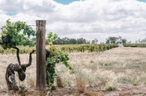 A uniquely Australian fortified: Rutherglen Muscat