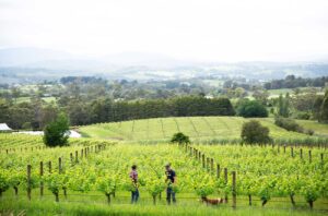 Yarra Valley: The home of cool climate winemaking