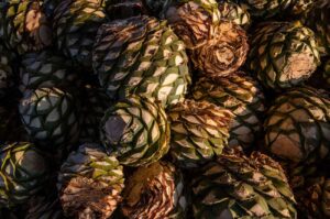 Maguey agave piñas before being cooked 