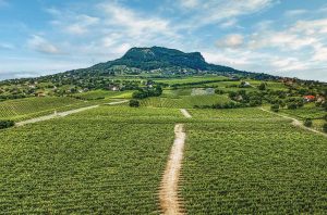 A mountain with vineyards on its slopes