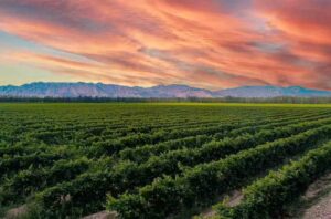 Sunset over vineyards in Ningxia wine region