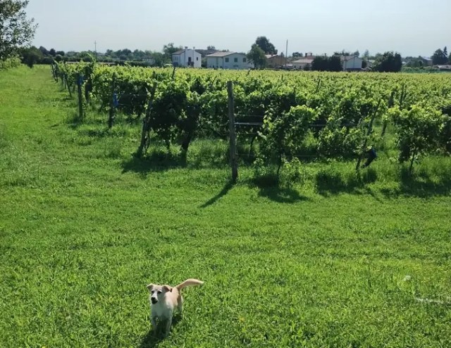 One of the puppers holding court at Ida Agnoletti