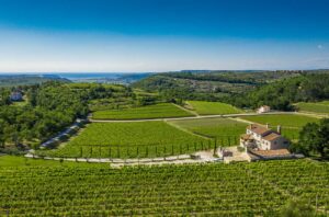 Exploring Istria’s wine estates - Kabola’s vineyards