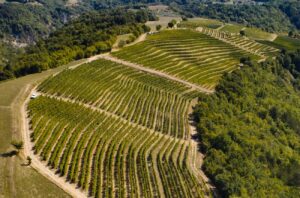 Exploring Istria’s wine estates - Matoševi?’s Grimalda vineyard