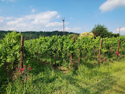 Cantina Montelliana experimental vineyard