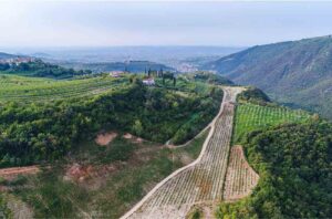 Allegrini Marezzane vineyard in Fumane-Marano