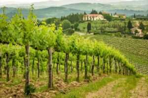 Vineyards in Tuscany