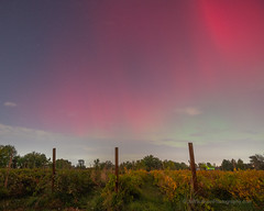 Aurora Borealis Over Idaho Vineyard