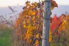 Autumn Grapevines