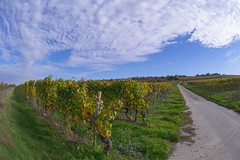 Autumn Vineyard