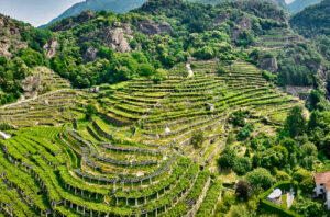 Carema terraces Piedmont