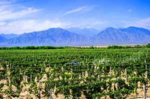 Ningxia wine region-vineyard and Helan Mountain in northwestern China