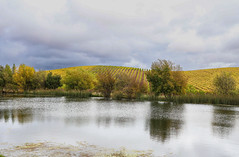 Cuvaison Pond & Vinyard