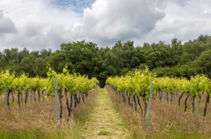 Vineyard in Sussex