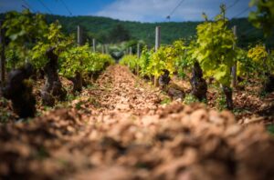 Vineyard in Burgundy.