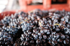 Harvest at Lavradores de Feitoria