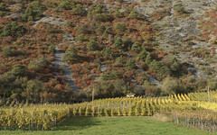 Herbstliche Perückensträucher über Spittilräbe