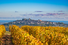 Hilltop town of Sancerre seen across rows of autumnal grapevines