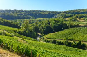 Vineyards in Jura, France.