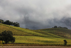 Kunde Vineyard