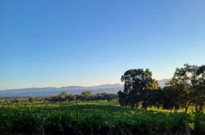 Top value 2021 Napa Valley Cabernets