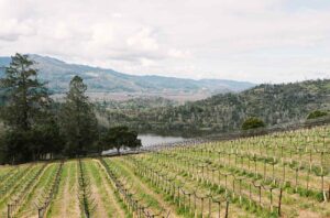 Burgess Estate's Sorenson Vineyard.