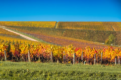 Patchwork of hillside autumn grapevines