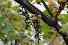 Raisins confits à disposition des oiseaux