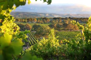 Vineyards in McLaren Vale.