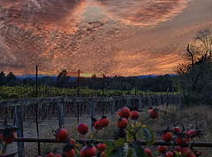 Rose Hip Sunset