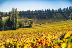 Sancerre grape vines leading to a tree-lined ridge