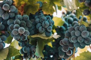 Balkan grapes on a vine