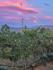 Sunset Moon Rise in the Vineyard