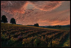 Sunset Vineyard2