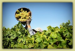 VENDANGES 2024