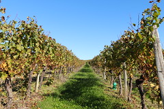 Vendanges effectuées