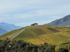 Vignes en automne Miège