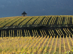 Vignes en automne Salquenen