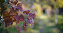 Vine in vineyard