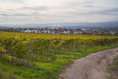 Vineyard Townscape