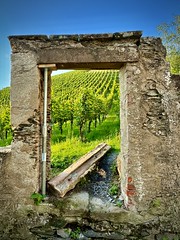 Vineyard in Bernkastel