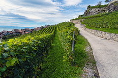 Vineyards at Chexbres