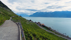 Vineyards at Puidoux