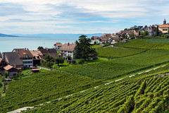 Vineyards at Rivaz